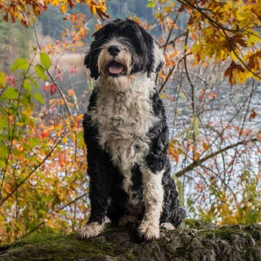 Portuguese water store dog size